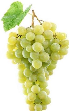 Picture for category Grapes